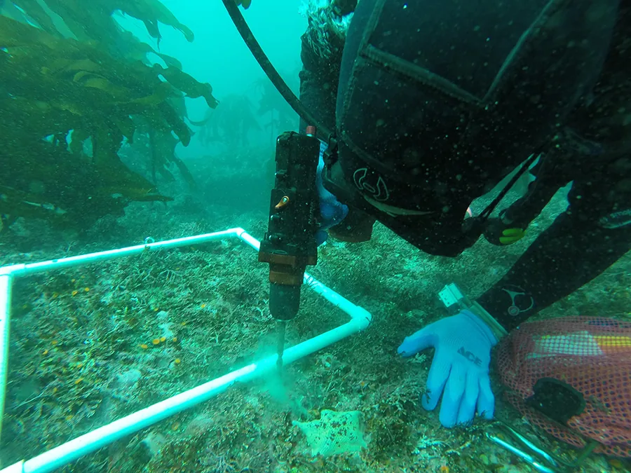 Taucher bohrt im Rahmen einer Felduntersuchung unter Wasser