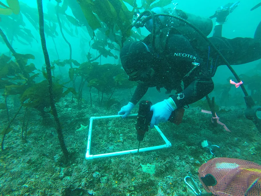 Taucher positioniert ein Nemo Werkzeug an einer markierten Untersuchungsfläche
